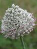 Allium Guttatum Subsp. Sardoum / Istranca Dalar