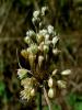 Allium Paniculatum Subsp. Fuscum