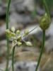 Allium Sp. Istranca Dalar