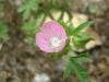 Althaea Hirsuta