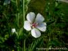 Althaea Officinalis / neada