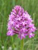 Anacamptis Pyramidalis Ist.