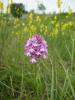 Anacamptis Pyramidalis Ist.