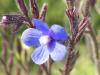 Anchusa Azurea ! Ist.