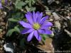 Anemone Blanda