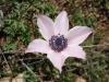 Anemone Coronaria