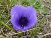 Anemone Coronaria