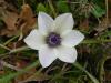 Anemone Coronaria