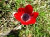 Anemone Coronaria