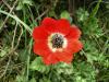 Anemone Pavonina Ist