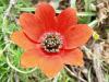 Anemone Pavonina Ist