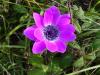 Anemone Pavonina