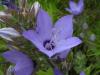 Campanula Sp. aniei