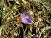 Crocus Antalyensis