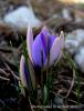 Crocus Antalyensis