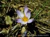 Crocus Antalyensis / Beydalar