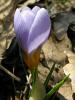 Crocus Antalyensis Bozuyk