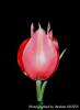 Tulipa Armena Var Lycica