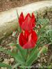 Tulipa Armena Var Lycica / Likya Lalesi