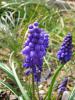 Muscari Armeniacum