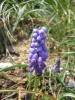Muscari Armeniacum