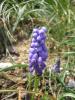 Muscari Armeniacum