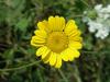 Anthemis Tinctoria / Asteraceae