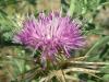 Centaurea Calcitrapa Ssp. Calcitrapa