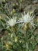 Centaurea Diffusa ( Asteraceae )