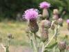 Cirsium Arvense Ssp. Vestitum