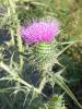 Cirsium Vulgare (asteraceae)