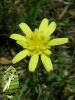 Scorzonera Cana Var. Alpina / Asteraceae