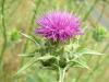 Silybum Marianum (asteraceae)