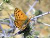 Lycaena thersamon / Kk ate kelebei