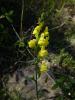 Linaria genistifolia ist.