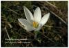 Crocus Biflorus Subsp. Alexandrii