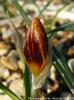 Crocus Olivieri Subsp. Balansae