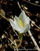 Crocus Baytopiorum