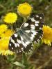 Melanargia galathea