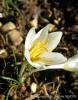 Crocus Beydaglarensis