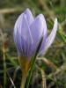 Crocus Biflorus Subsp. Adamii