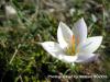 Crocus Biflorus Subsp. Alexandrii