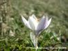 Crocus Biflorus Subsp. Alexandrii