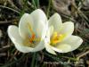 Crocus Biflorus Subsp. Alexandrii