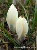 Crocus Biflorus Subsp. Alexandrii