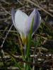 Crocus Biflorus Biflorus Dayenice