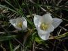 Crocus Biflorus Biflorus (albino)