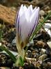 Crocus Biflorus Biflorus Bahemden