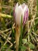 Crocus Biflorus Biflorus Saray