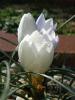 Crocus Biflorus Subsp. Biflorus (speckled Forms)